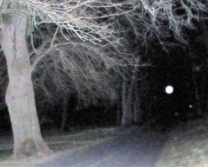 The Old Grove Haunted